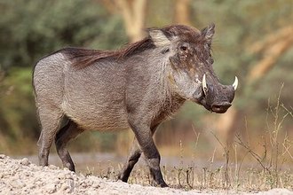 Common Wart-hog (Phacochoerus africanus)