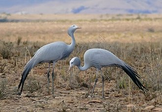 Blue Crane (Anthropoides paradiseus)