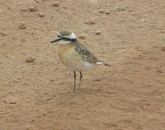 Kittlitz's Plover (Charadrius pecuarius)