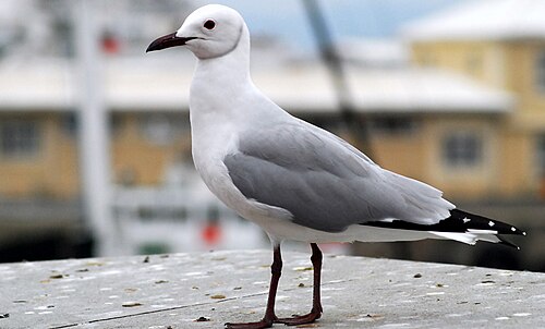 Hartlaub's Gull (Chroicocephalus hartlaubii)