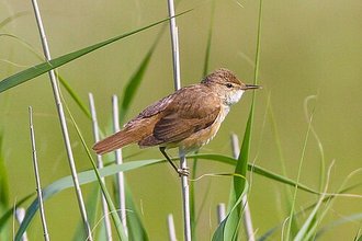 Eurasian Reed Warbler (Acrocephalus scirpaceus)