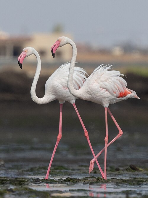 Greater Flamingo (Phoenicopterus roseus)