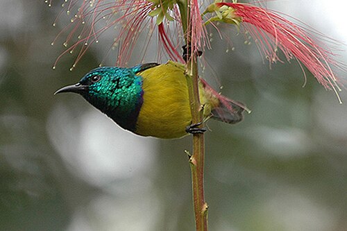 Collared Sunbird (Hedydipna collaris)