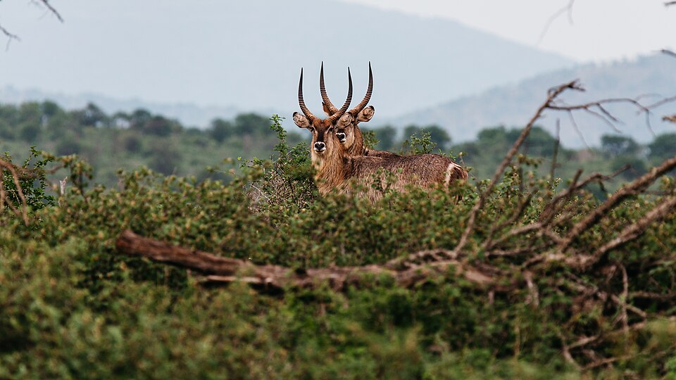 Pongola Game Reserve, KwaZulu-Natal