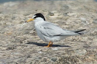Little Tern (Sternula albifrons)
