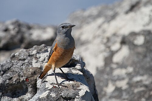 Sentinel Rock Thrush (Monticola explorator)