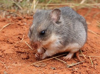 Southern African Pouched Mouse (Saccostomus campestris)