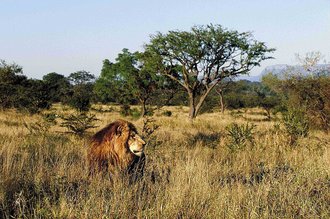 Kapama Game Reserve, Limpopo