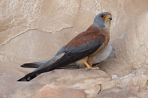 Lesser Kestrel (Falco naumanni)