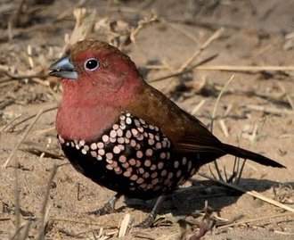 Pink-throated Twinspot (Hypargos margaritatus)