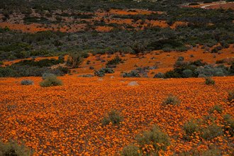 Namaqua National Park, Northern Cape