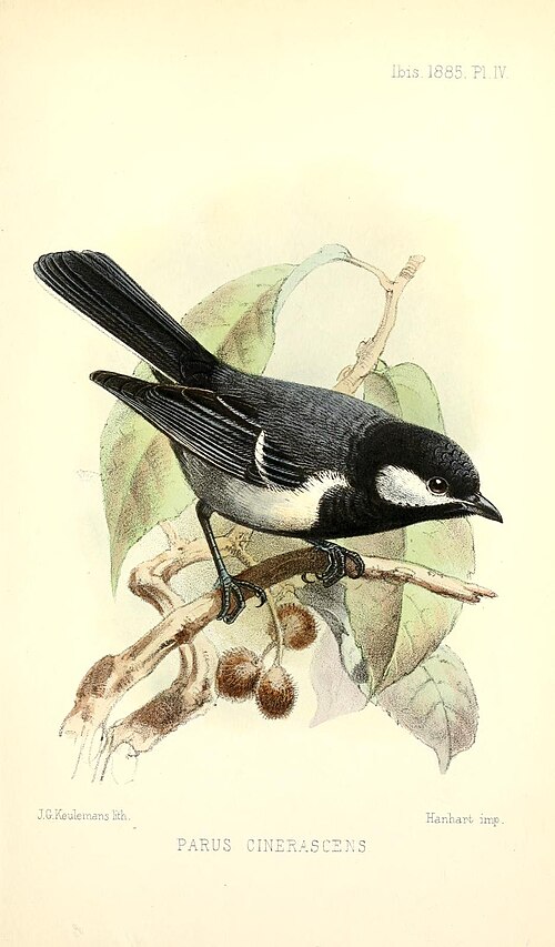 Ashy Tit (Parus cinerascens)