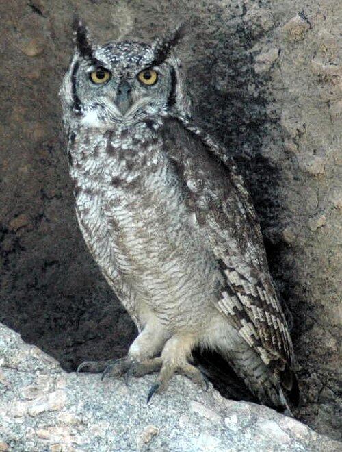 Spotted Eagle-Owl (Bubo africanus)
