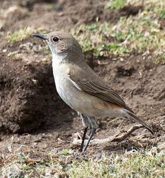 Sickle-winged Chat (Emarginata sinuata)