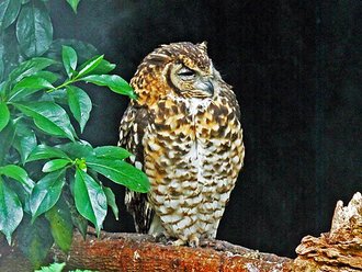 Cape Eagle-Owl (Bubo capensis)