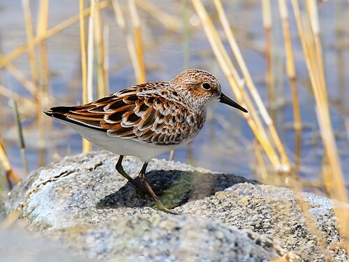 Little Stint (Calidris minuta)