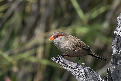 Common Waxbill (Estrilda astrild)