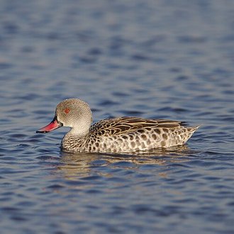 Cape Teal (Anas capensis)