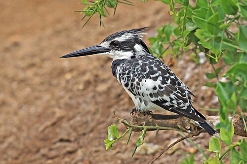 Pied Kingfisher (Ceryle rudis)