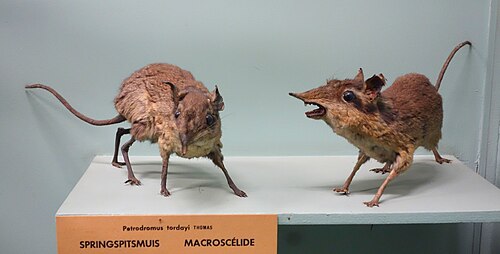 Four-toed Elephant Shrew (Petrodromus tetradactylus)