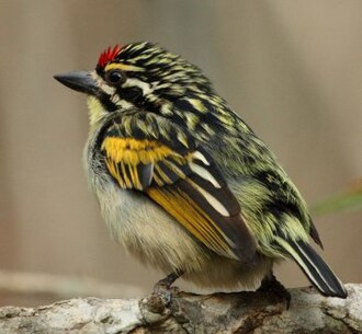 Red-fronted Tinkerbird (Pogoniulus pusillus)