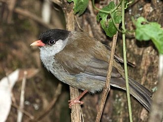 Bush Blackcap (Lioptilus nigricapillus)