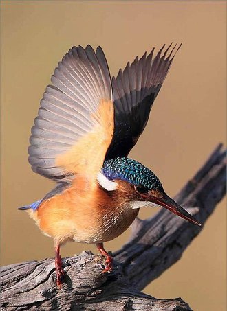 Malachite Kingfisher (Corythornis cristatus)