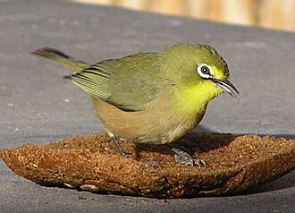 Orange River White-eye (Zosterops pallidus)