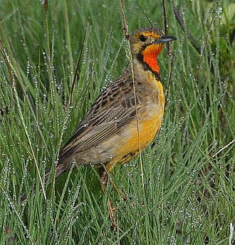 Cape Longclaw (Macronyx capensis)