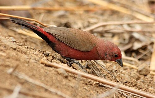 Jameson's Firefinch (Lagonosticta rhodopareia)