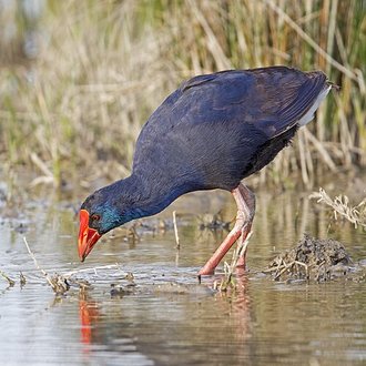 Purple Swamphen (Porphyrio porphyrio)
