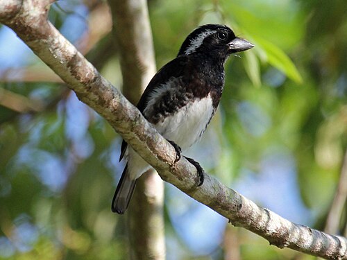 White-eared Barbet (Stactolaema leucotis)