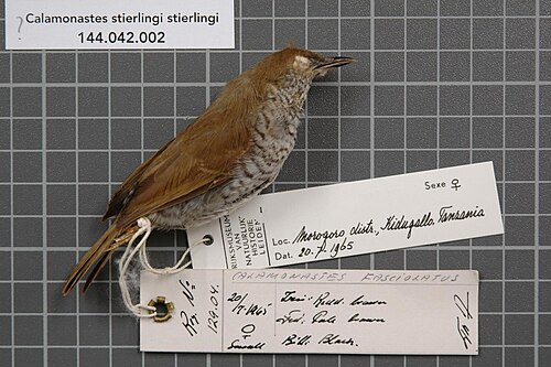 Stierling's Wren-Warbler (Calamonastes stierlingi)