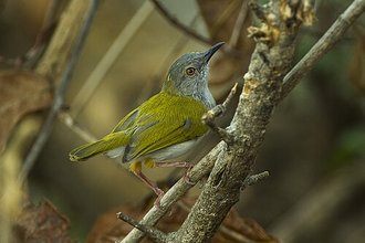 Green-backed Camaroptera (Camaroptera brachyura)