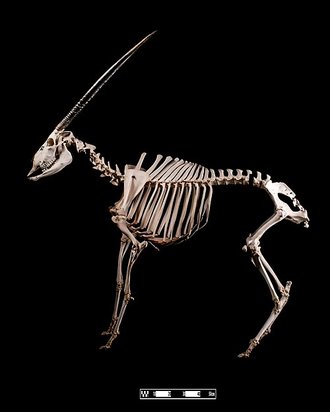 Gemsbok (Oryx gazella)