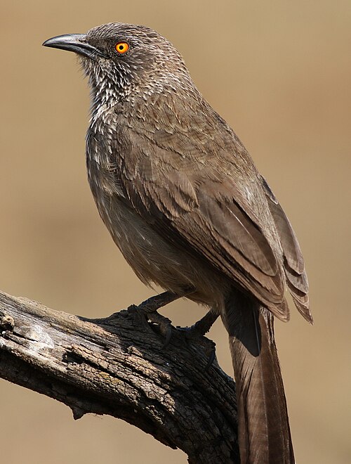 Arrow-marked Babbler (Turdoides jardineii)