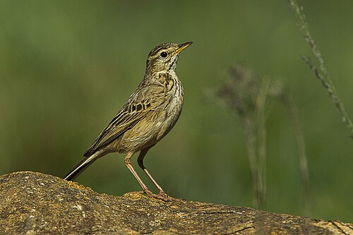 Nicholson's Pipit (Anthus nicholsoni)
