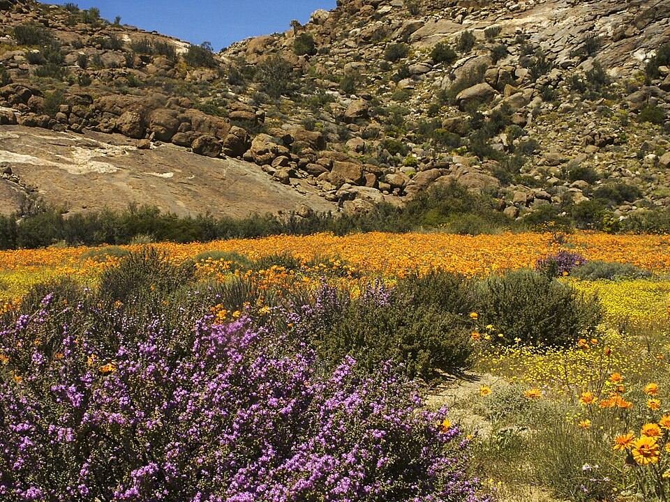 Goegap Nature Reserve, Northern Cape