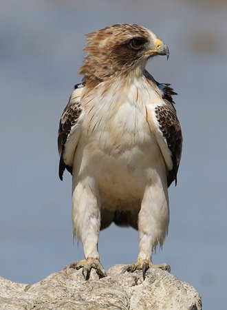 Booted Eagle (Hieraaetus pennatus)