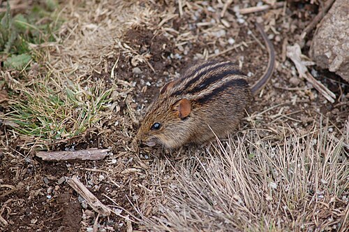 Xeric Four-striped Grass Rat (Rhabdomys pumilio)
