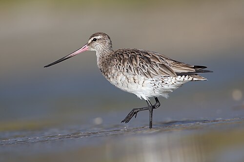 Bar-tailed Godwit (Limosa lapponica)