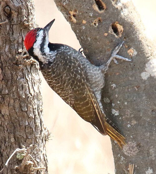 Bearded Woodpecker (Chloropicus namaquus)