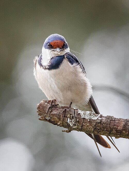 White-throated Swallow (Hirundo albigularis)