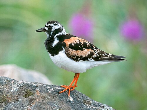 Ruddy Turnstone (Arenaria interpres)