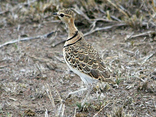 Double-banded Courser (Rhinoptilus africanus)