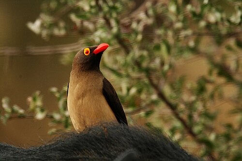 Red-billed Oxpecker (Buphagus erythrorhynchus)