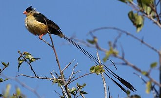Shaft-tailed Whydah (Vidua regia)