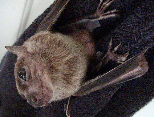 Egyptian Rousette (Rousettus aegyptiacus)