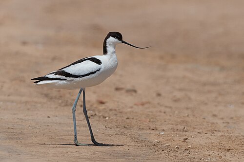 Pied Avocet (Recurvirostra avosetta)