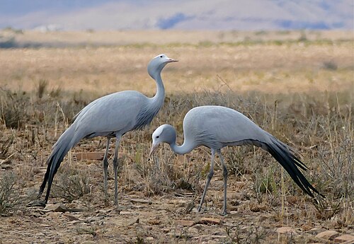 Blue Crane (Anthropoides paradiseus)